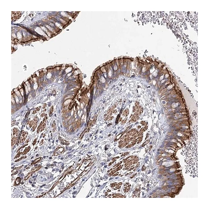Merck Anti-IFT46 antibody produced in rabbit