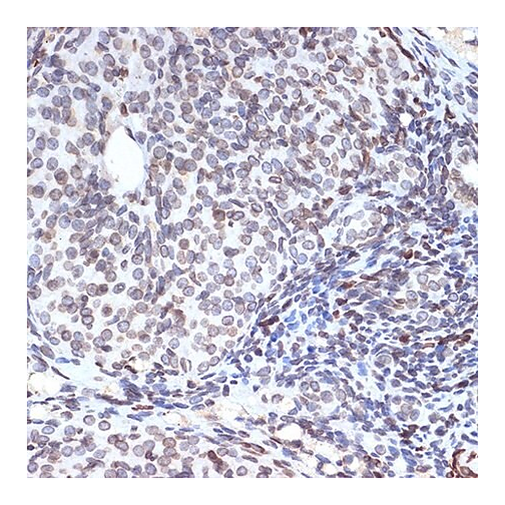 Merck Anti-SUN2 antibody produced in rabbit