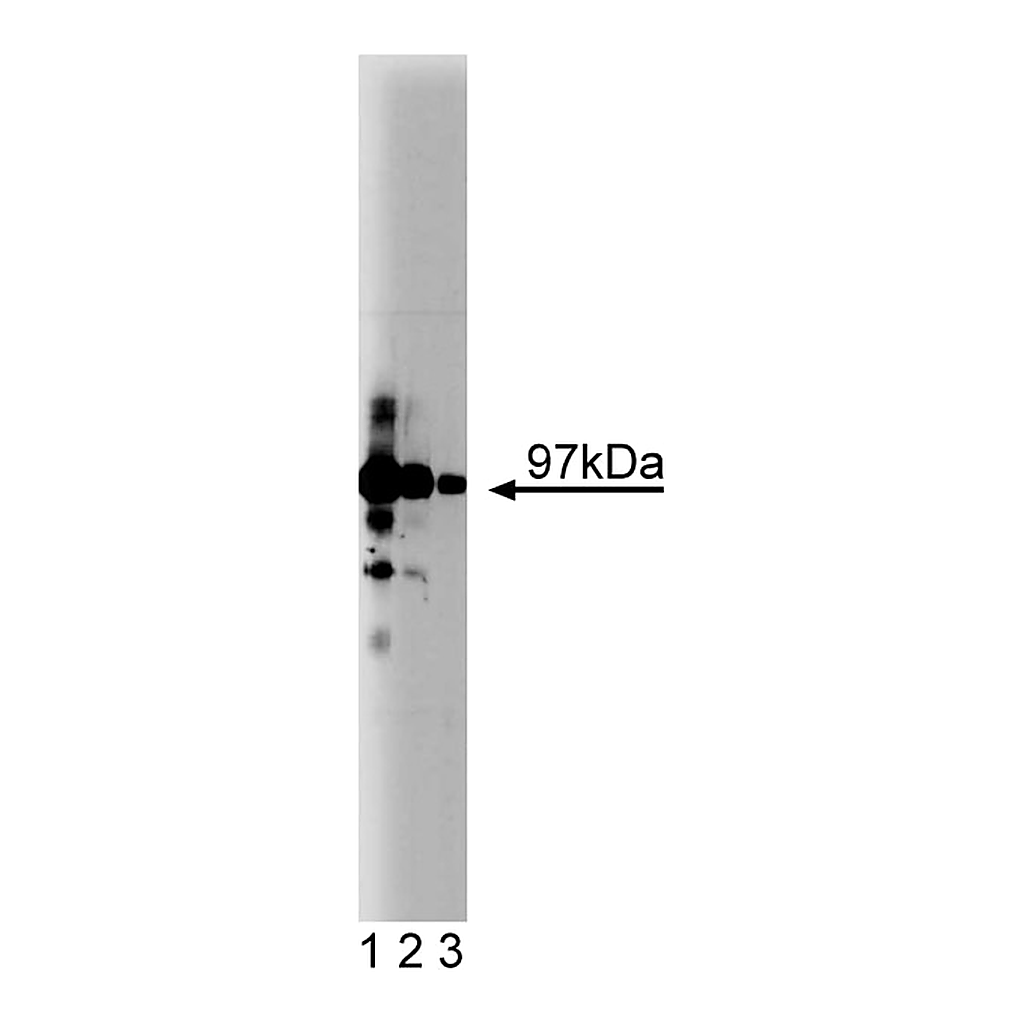 BD Purified Mouse Anti-CDC27