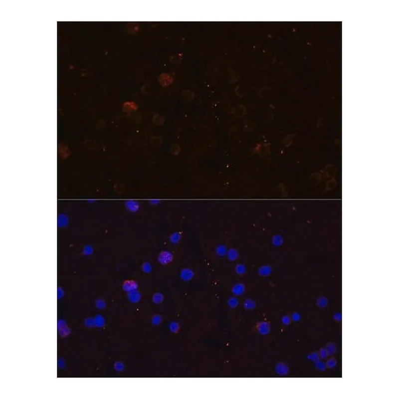 Merck Anti-CD86 antibody produced in rabbit
