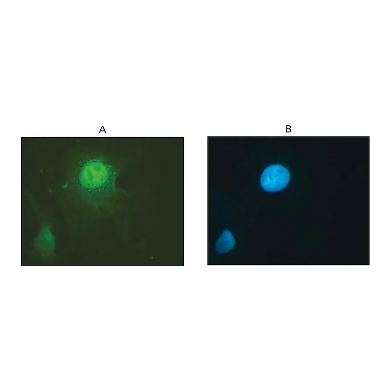 Merck Anti-DNMT1 antibody produced in rabbit