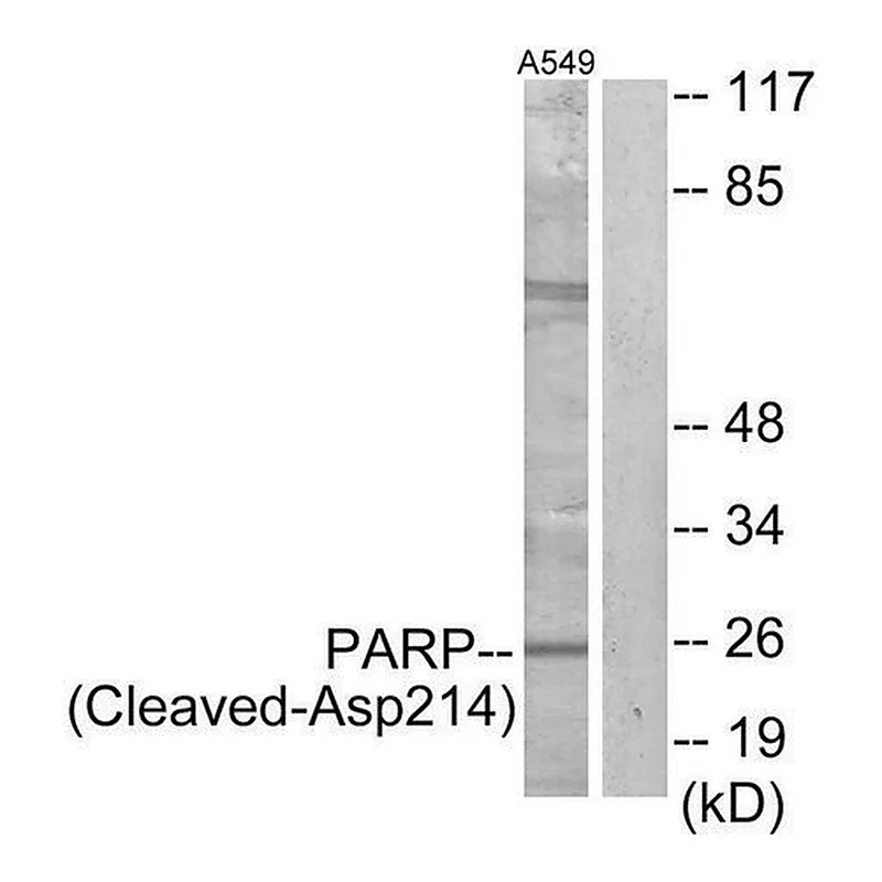 Merck Anti-PARP (Cleaved-Asp214) antibody produced in rabbit