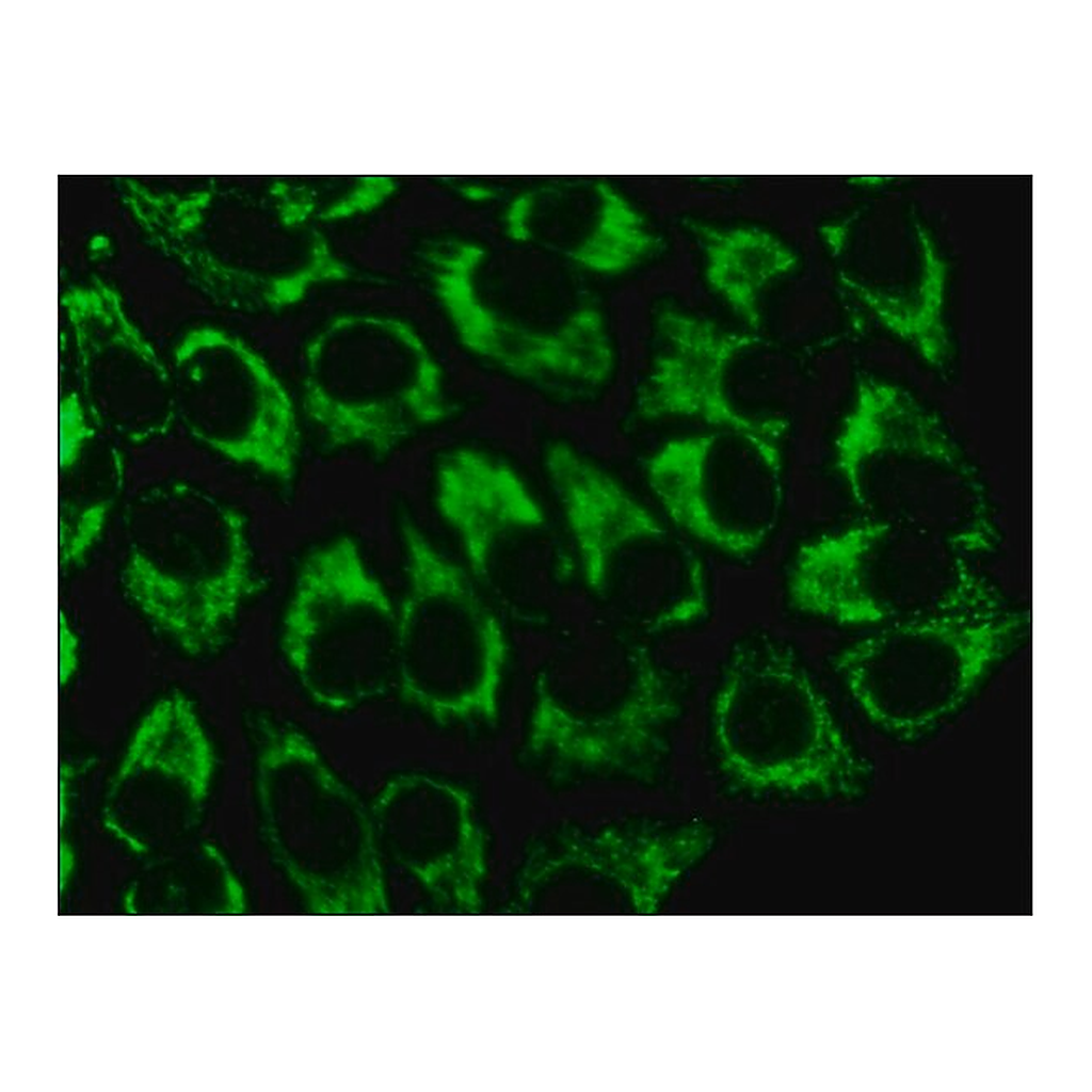 Merck Anti-GRP75 (SQ-15) antibody produced in rabbit