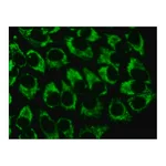 Merck Anti-GRP75 (SQ-15) antibody produced in rabbit
