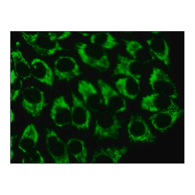 Merck Anti-GRP75 (SQ-15) antibody produced in rabbit