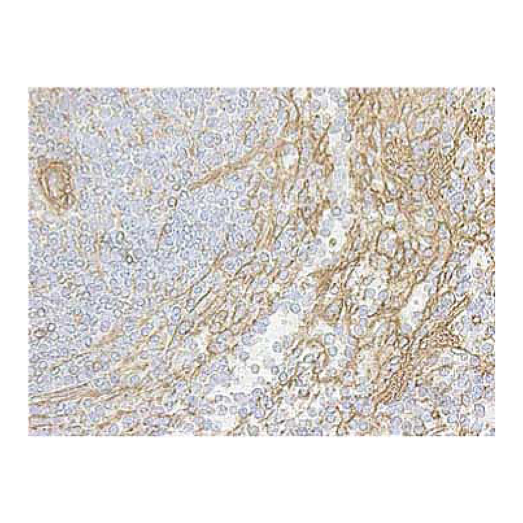 BD Purified Rat Anti-Mouse CD29