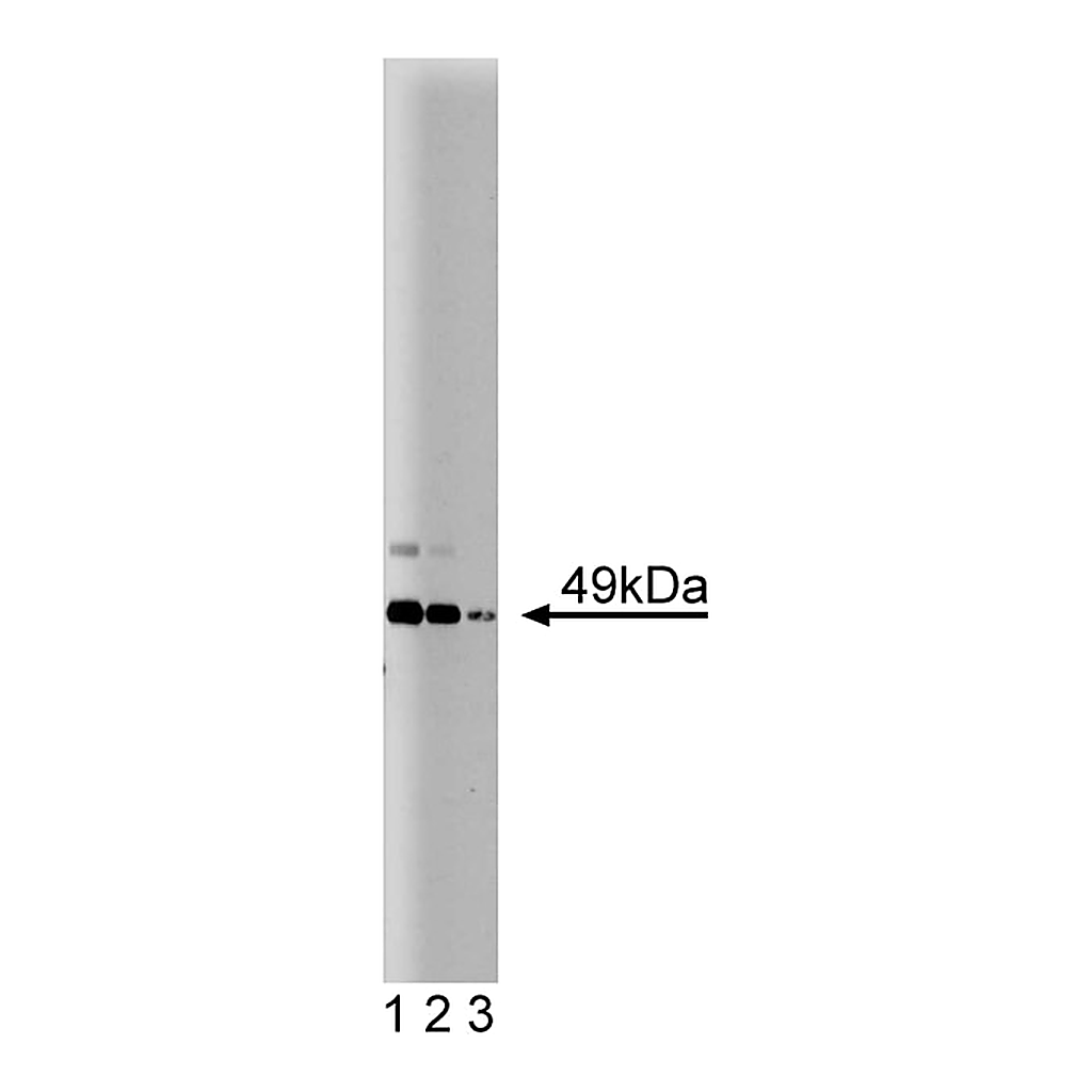 BD Purified Mouse Anti-JNK/SAPK1