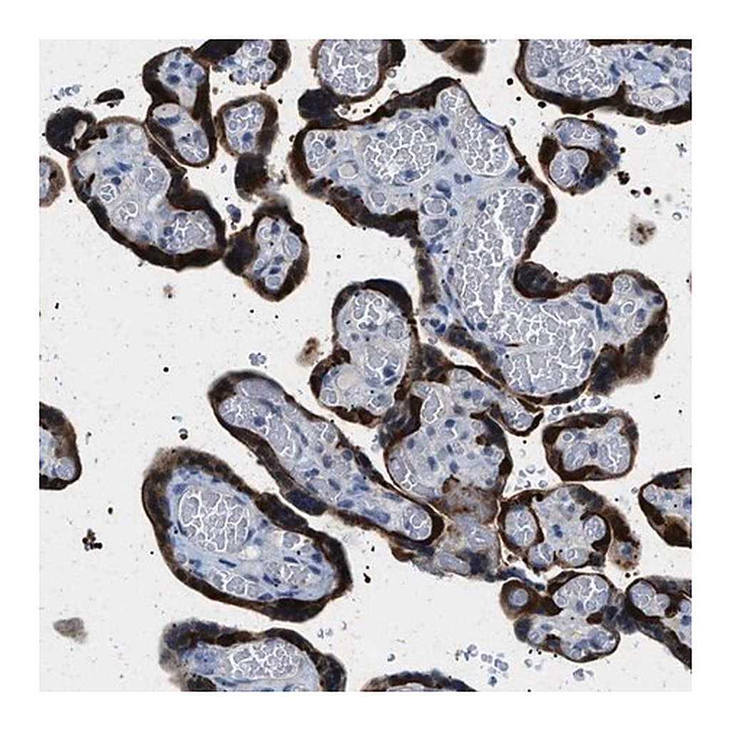 Merck Anti-PHRF1 antibody produced in rabbit
