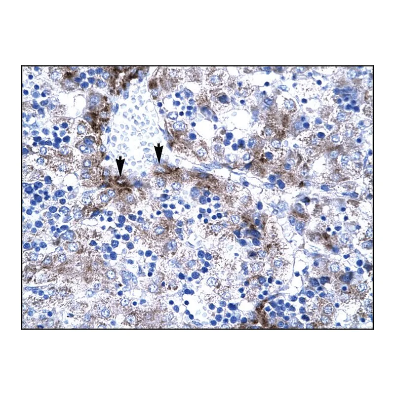 Merck Anti-PC4 (AB2) antibody produced in rabbit