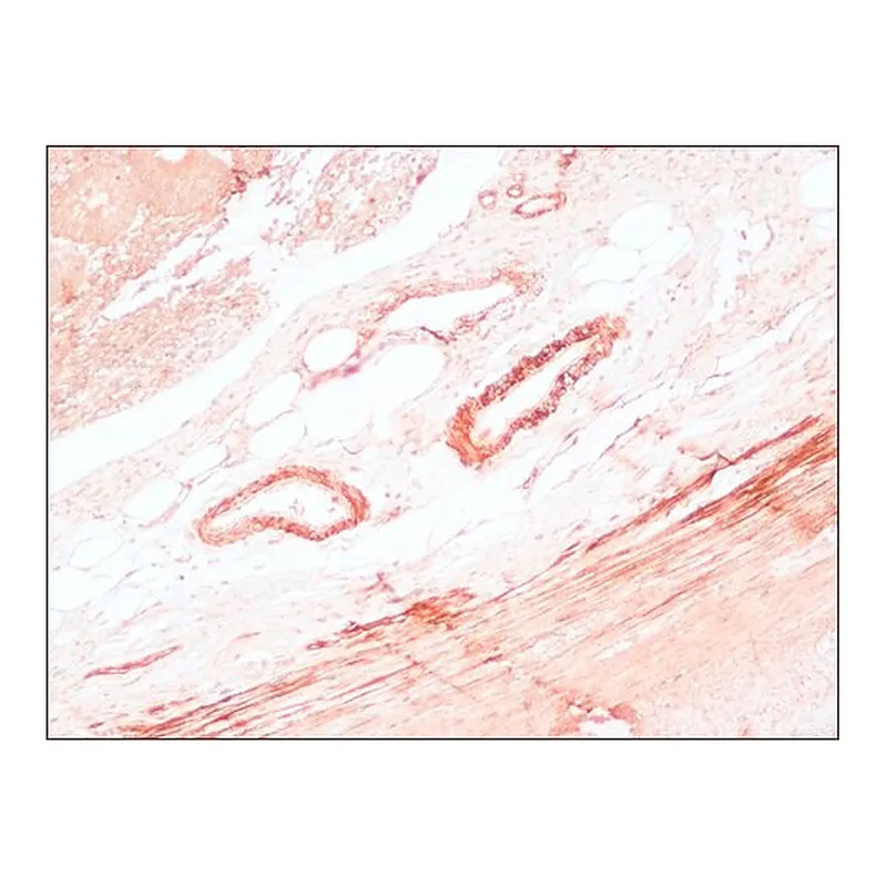 Merck ANTI-MOUSE IGG (FC FRAGMENT) PEROXIDASE&
