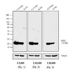 Thermo Fisher Scientific Goat anti-Mouse IgG Fc Secondary Antibody, Biotin