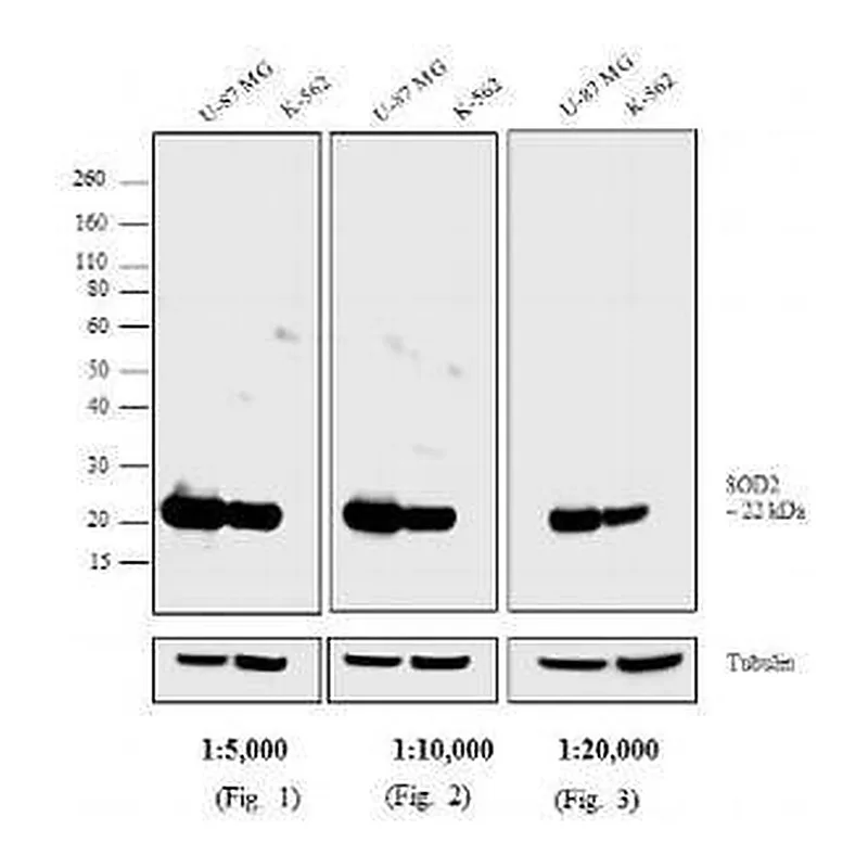 Thermo Fisher Scientific Goat anti-Mouse IgG Fc Secondary Antibody, Biotin