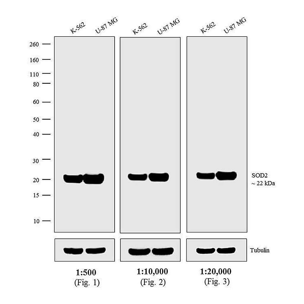 Thermo Fisher Scientific Goat anti-Mouse IgG (H+L) Secondary Antibody, Biotin
