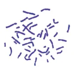 Himedia Giemsa Stain Solution