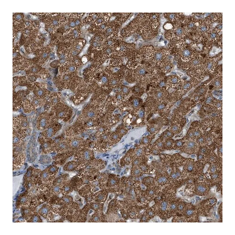 Merck Anti-C1GALT1C1 antibody produced in rabbit