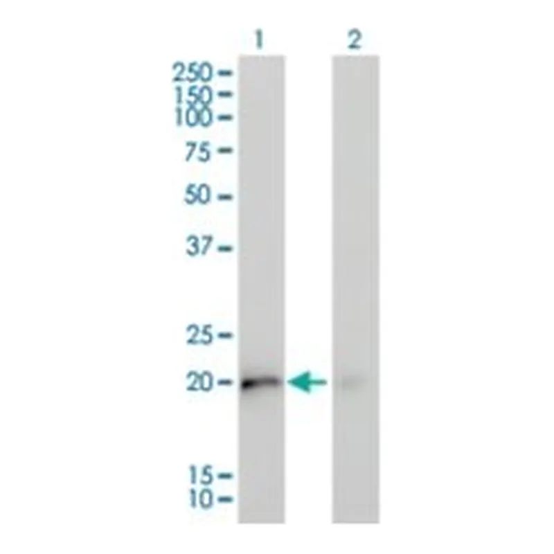 Merck MONOCLONAL ANTI-KRAS