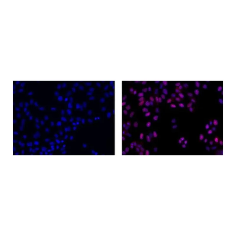 Thermo Fisher Scientific Rat anti-Mouse IgG2a Secondary Antibody, eFluor 570, eBioscience