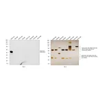 Thermo Fisher Scientific Goat anti-Rabbit IgG (H+L) Cross-Adsorbed Secondary Antibody, HRP