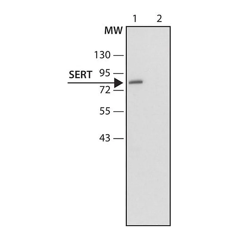 Merck Anti-Serotonin Transporter (N-terminal) antibody produced in rabbit