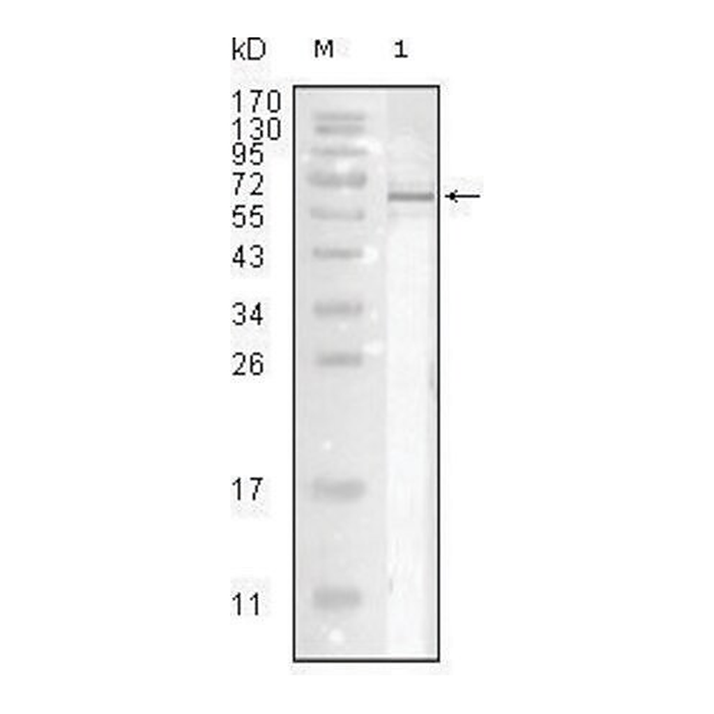 Merck Monoclonal Anti-Influenza A virus Nucleoprotein antibody produced in mouse