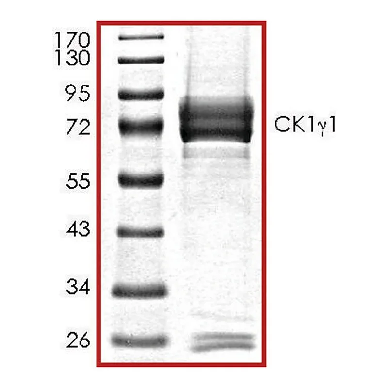 Merck CK1gamma1, active, GST tagged human
