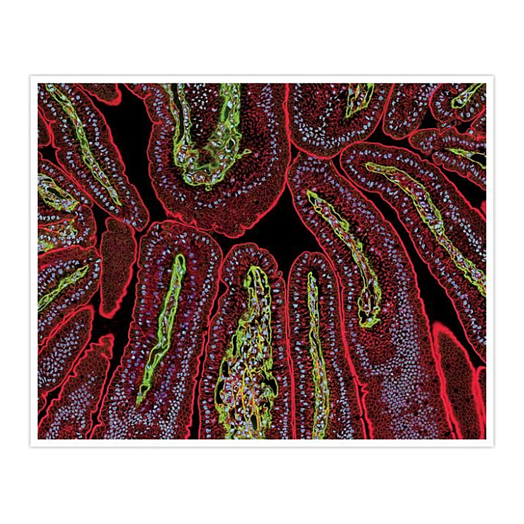 Thermo Fisher Scientific F(ab`)2-Goat anti-Rabbit IgG (H+L) Secondary Antibody, Qdot 525