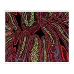 Thermo Fisher Scientific F(ab`)2-Goat anti-Rabbit IgG (H+L) Secondary Antibody, Qdot 525