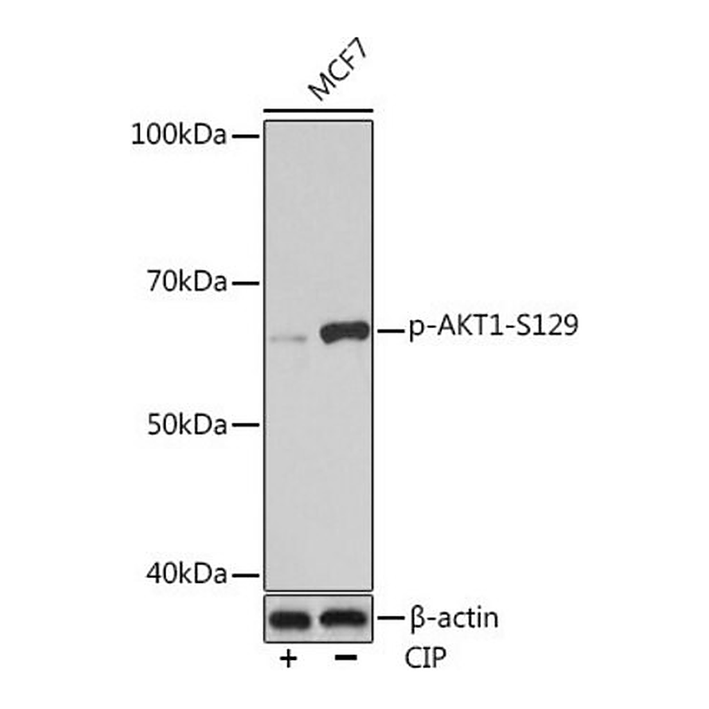 Merck Anti-Phospho-AKT1-S129 antibody produced in rabbit