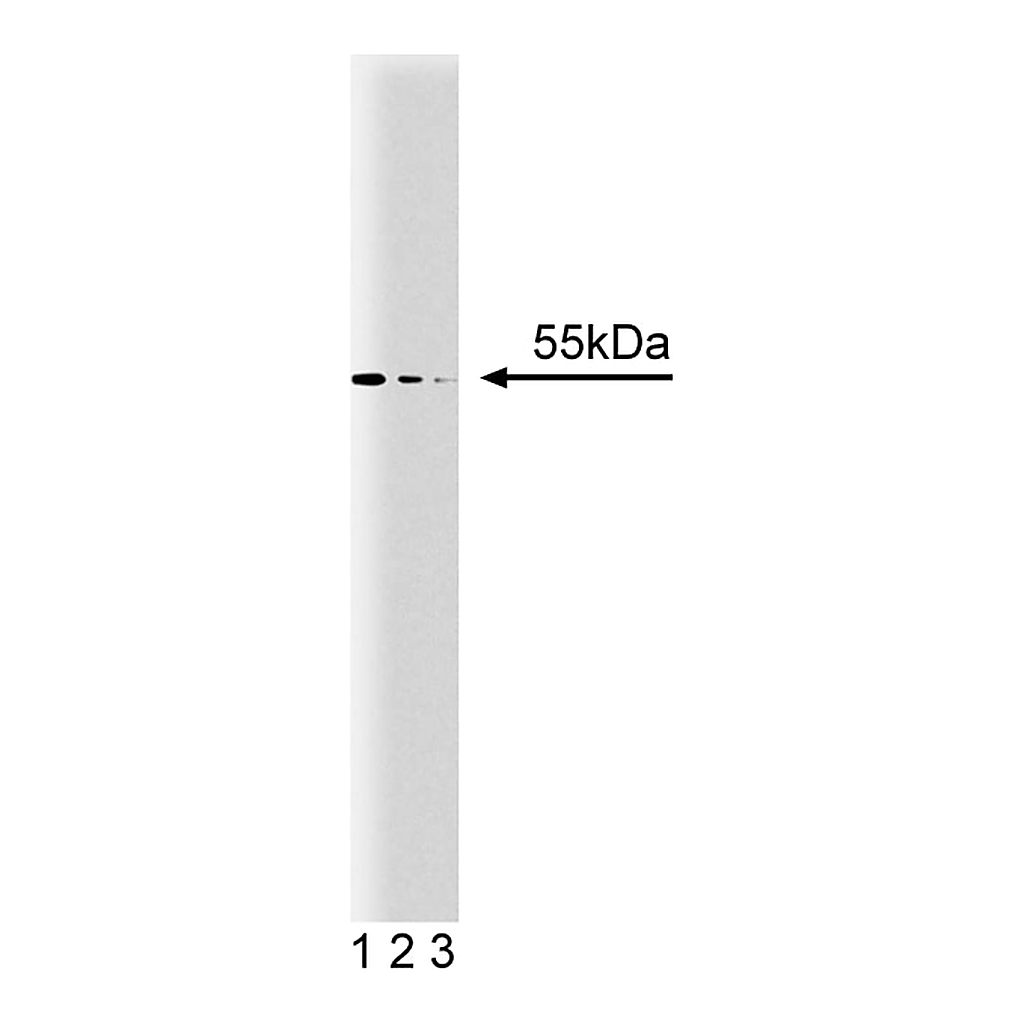BD Purified Mouse Anti-β-Arrestin