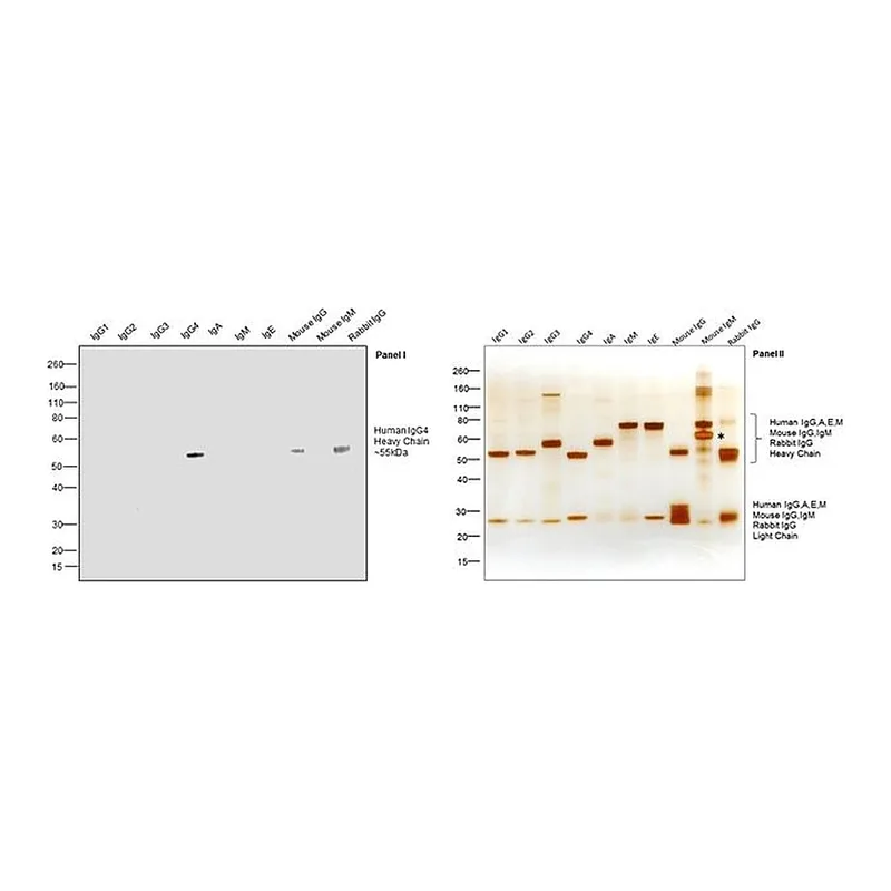 Thermo Fisher Scientific Mouse anti-Human IgG4 Fc Secondary Antibody, HRP