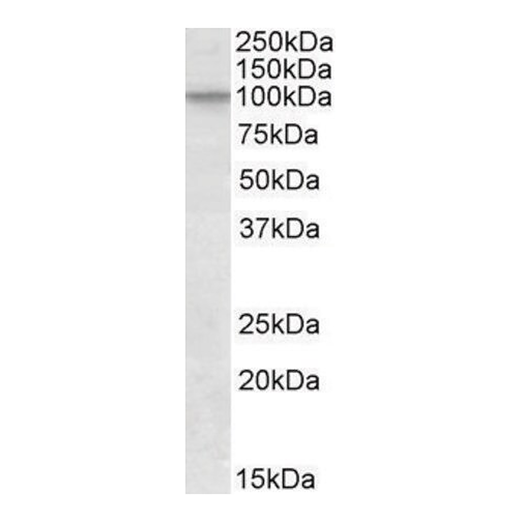 Merck Anti-CUL2 (C-terminal) antibody produced in goat