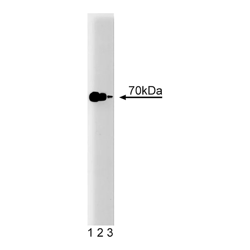 BD Purified Mouse Anti-Hsp70