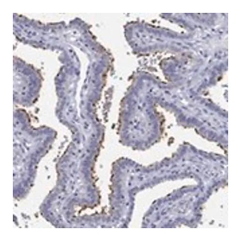 Merck Anti-ERICH3 antibody produced in rabbit