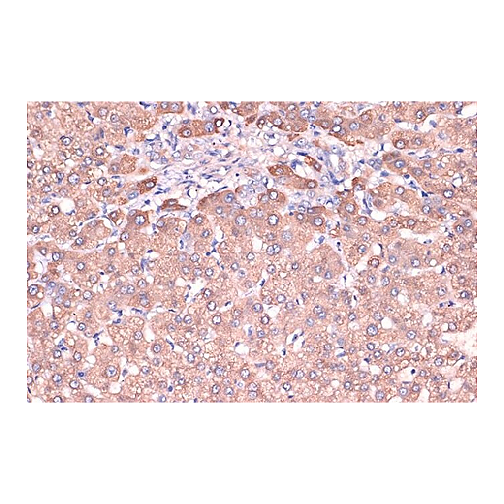 Merck Anti-Haptoglobin (HP) antibody produced in rabbit