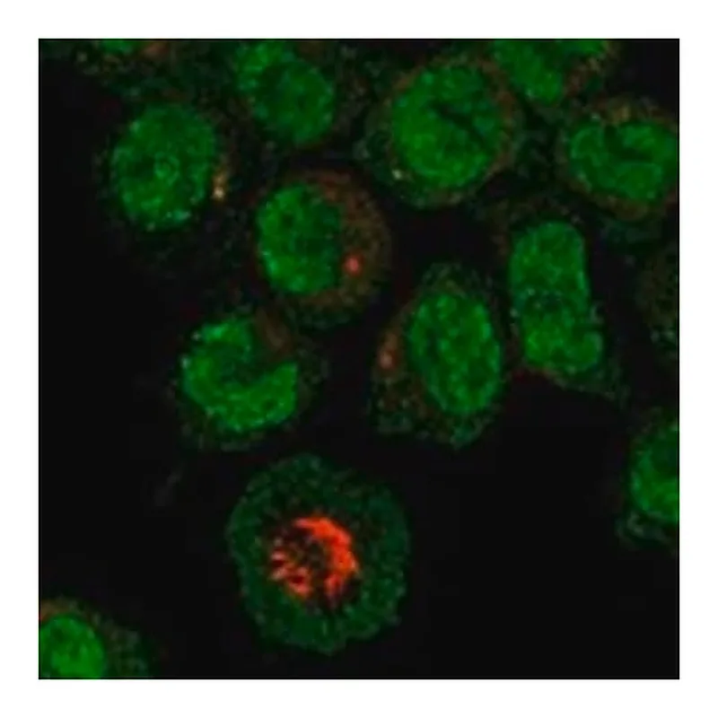 Merck Anti-MEFV antibody produced in rabbit