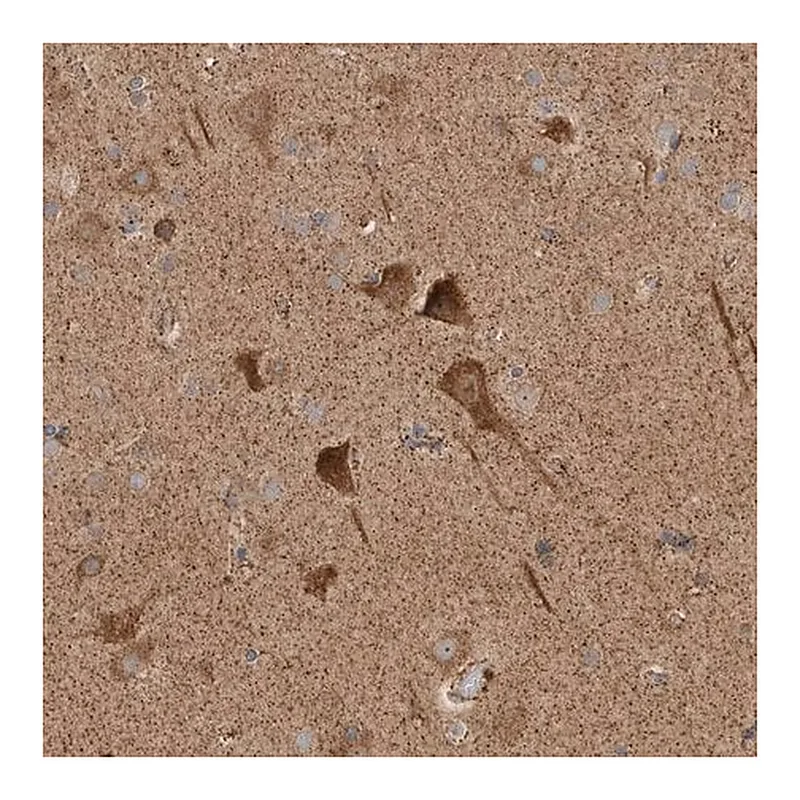 Merck Anti-KIF21B antibody produced in rabbit