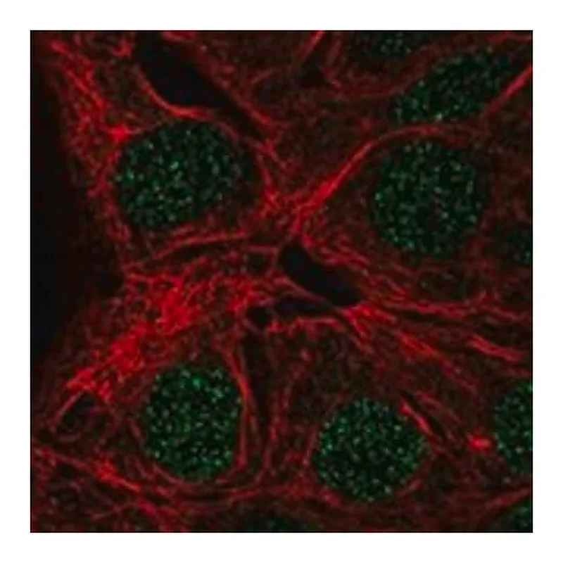 Merck Anti-MAGEA9 antibody produced in rabbit