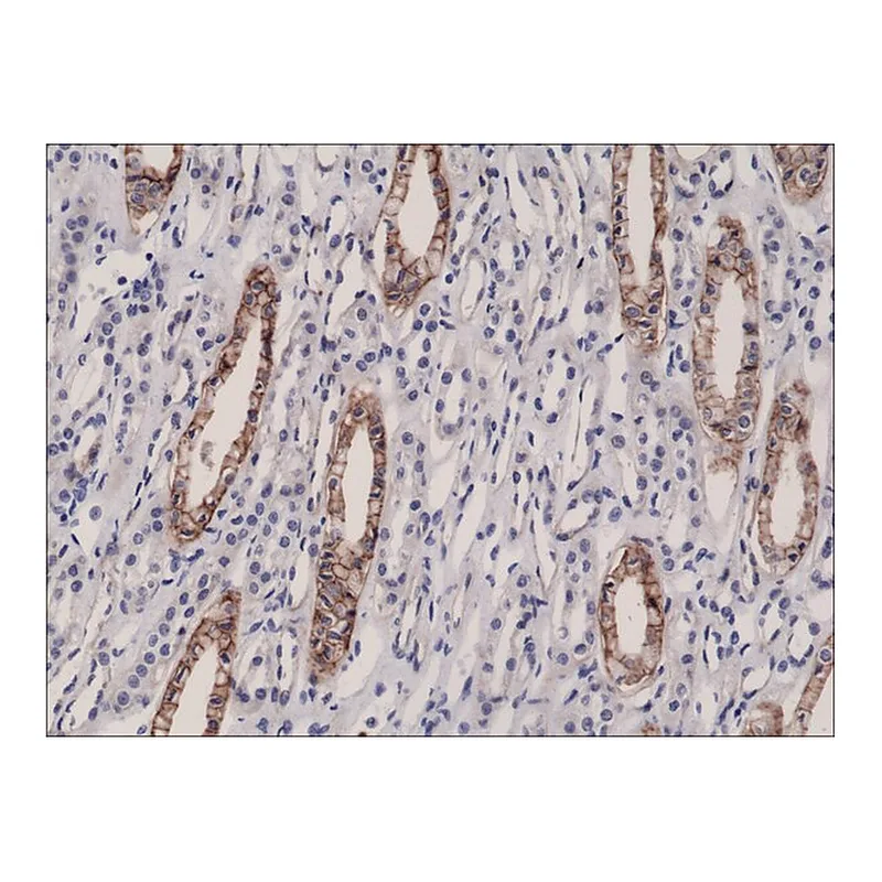 Merck Anti-JAM1 antibody, Rabbit monoclonal