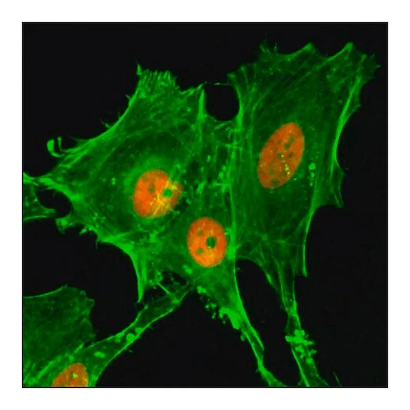 Merck Anti-Acetyl-Histone H4 (Lys20) antibody, Rabbit monoclonal