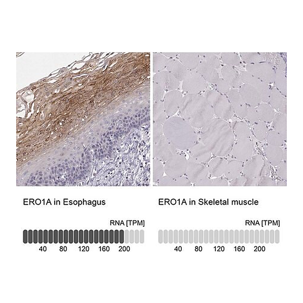 Merck Anti-ERO1A antibody produced in rabbit