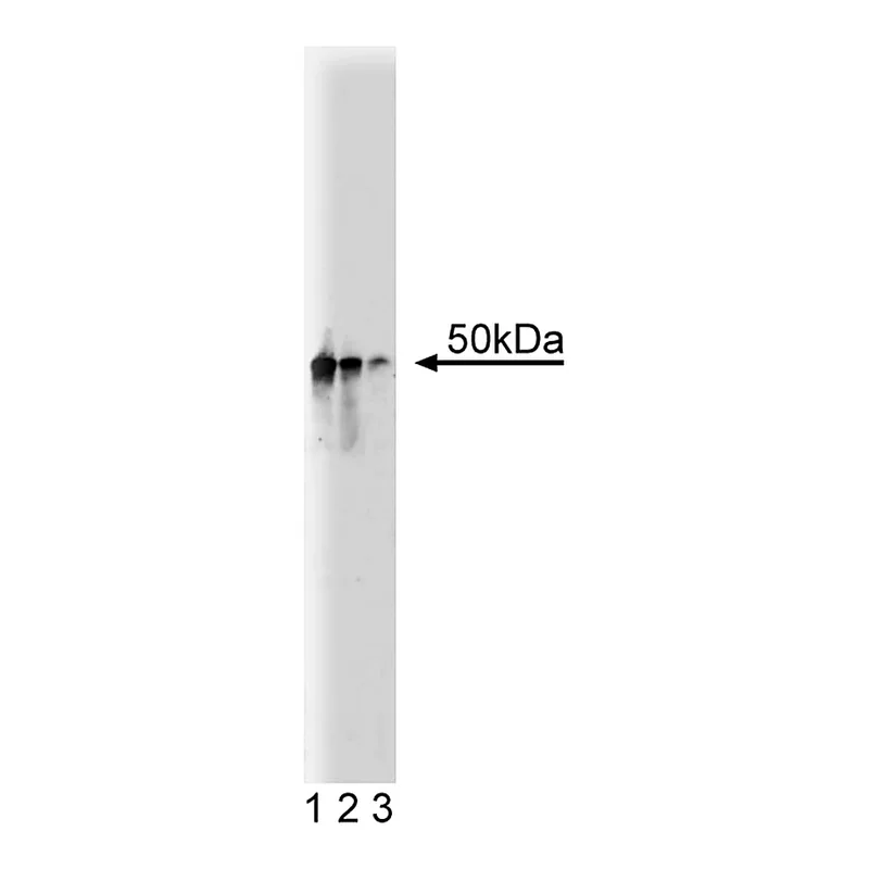 BD Purified Mouse Anti-Dynactin p50