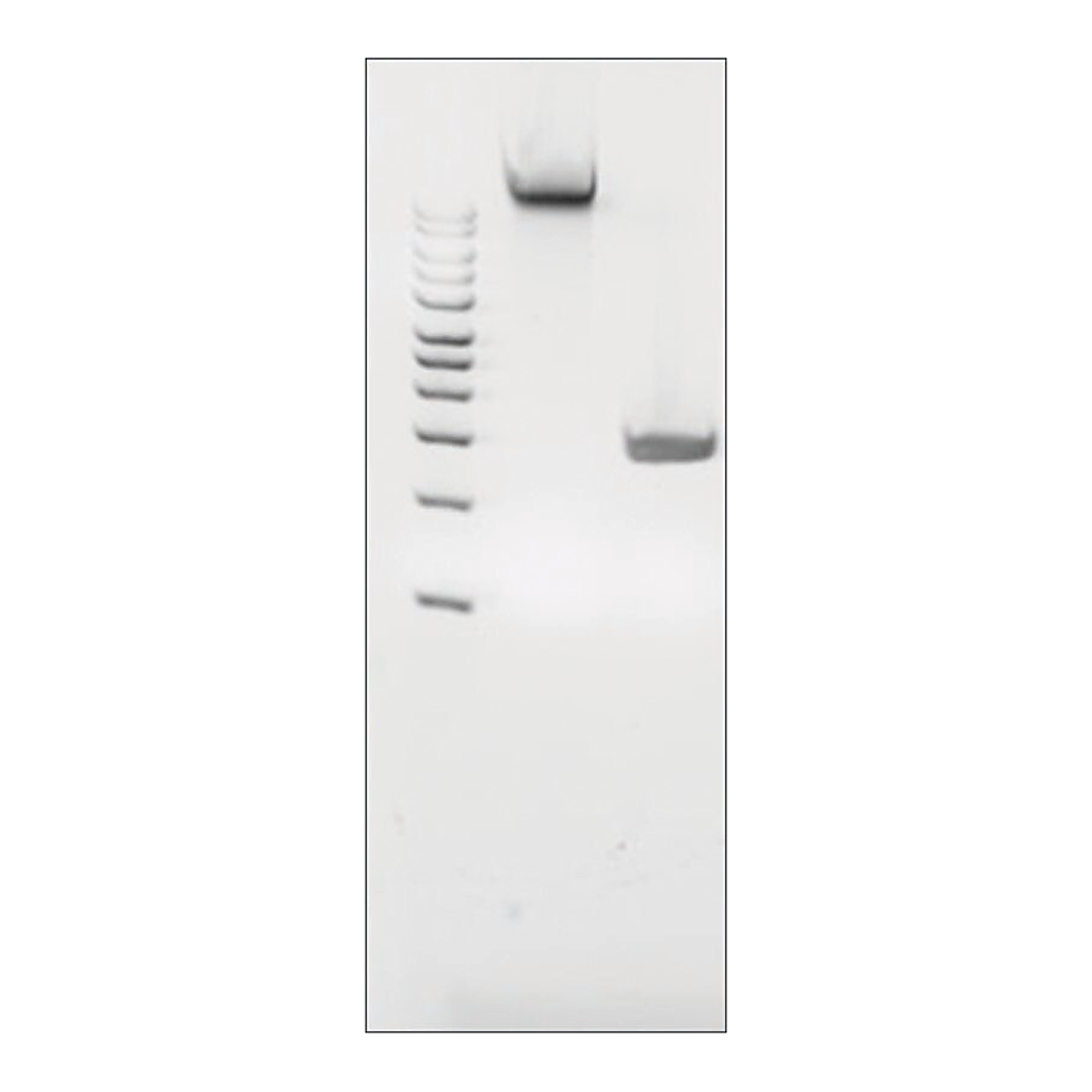 Merck MICROBIAL DNA STANDARD FROM PORPHYROMONA