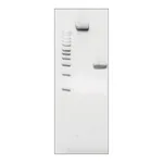 Merck MICROBIAL DNA STANDARD FROM PORPHYROMONA