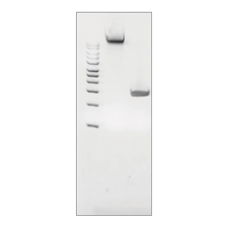 Merck MICROBIAL DNA STANDARD FROM PORPHYROMONA
