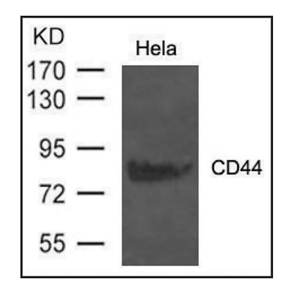 Merck Anti-CD44 antibody produced in rabbit