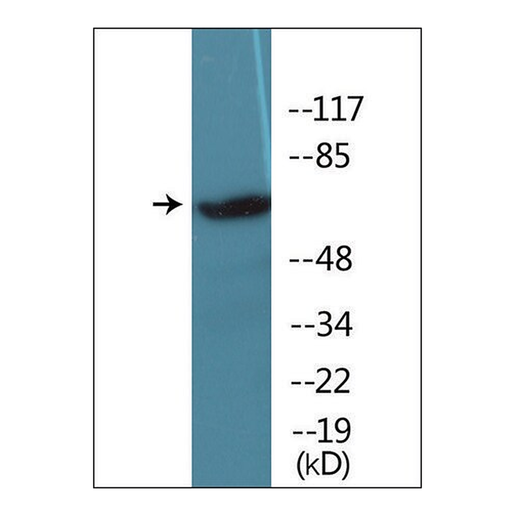 Merck Anti-phospho-IRAK1 (pThr209) antibody produced in rabbit