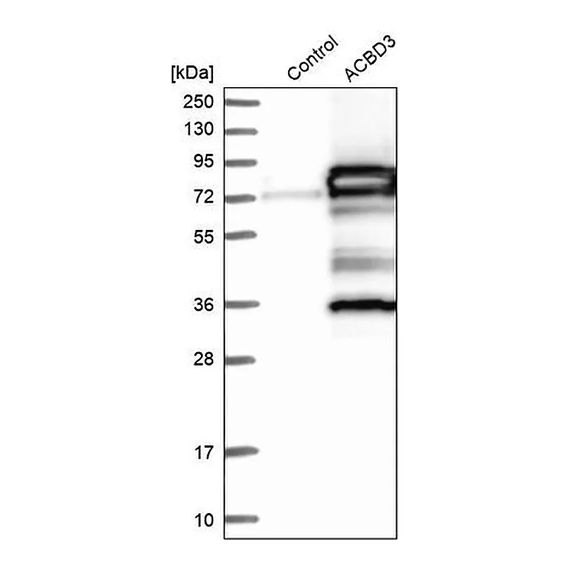 Merck Anti-ACBD3 antibody produced in rabbit