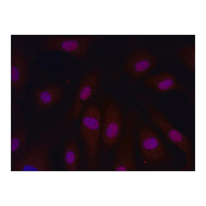 Merck Anti-ARPC4 (26-40) antibody produced in rabbit