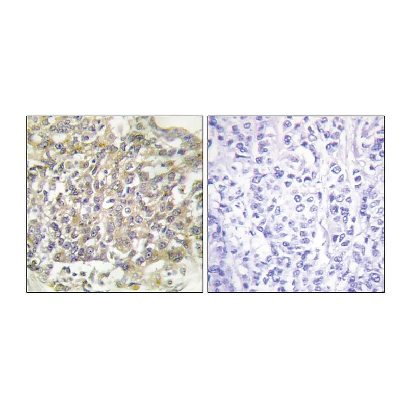 Merck Anti-SHC antibody produced in rabbit