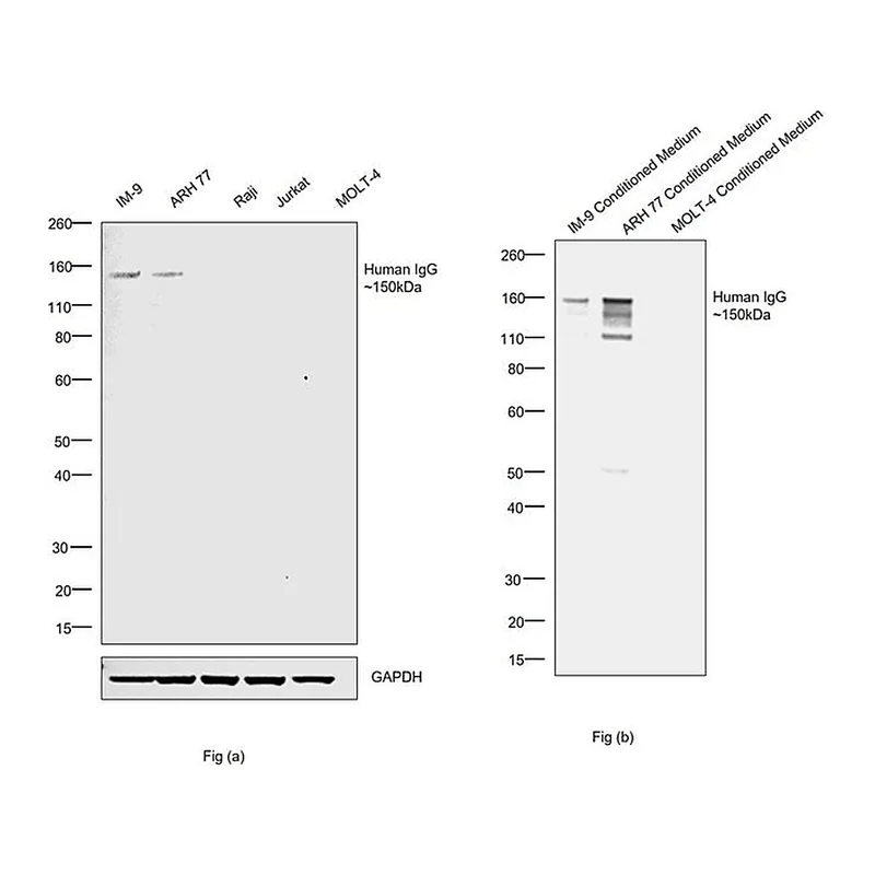 Thermo Fisher Scientific Mouse anti-Human IgG Fc Secondary Antibody